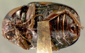 Media type: image; Entomology 9274   Aspect: habitus ventral view